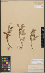 Foto von Salix reticulata L. x Salix waldsteiniana Willd.